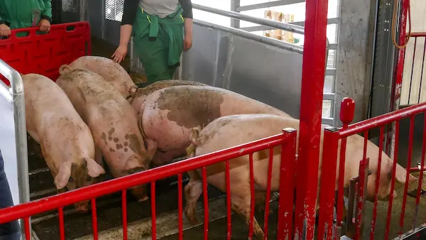 Fatland henter gris fra reguleringslager